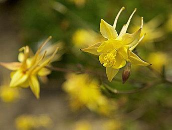 《心灵杀手2》将是真正的次世代游戏 画面漂亮